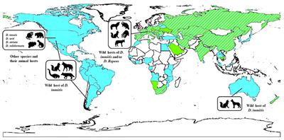 Evolution of dirofilariasis diagnostic techniques from traditional morphological analysis to molecular-based techniques: a comprehensive review